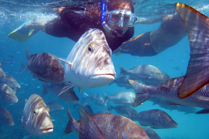 Coral Bay: 2-Hour Coral Viewing and Snorkeling - Glass-bottom coral viewing that actually feels useful