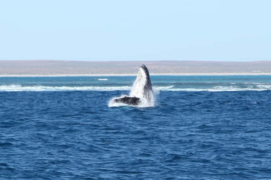 Coral Bay: 3-Hour Whale Watching Experience - How this 3-hour Coral Bay whale watch is really structured