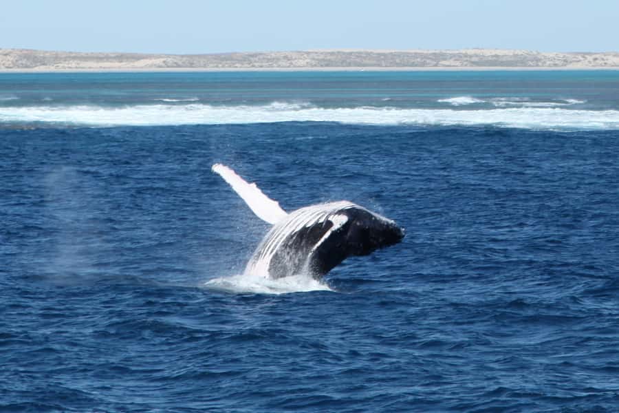 Coral Bay: 3-Hour Whale Watching Experience - Getting on board: comfort, viewing, and the little things that matter