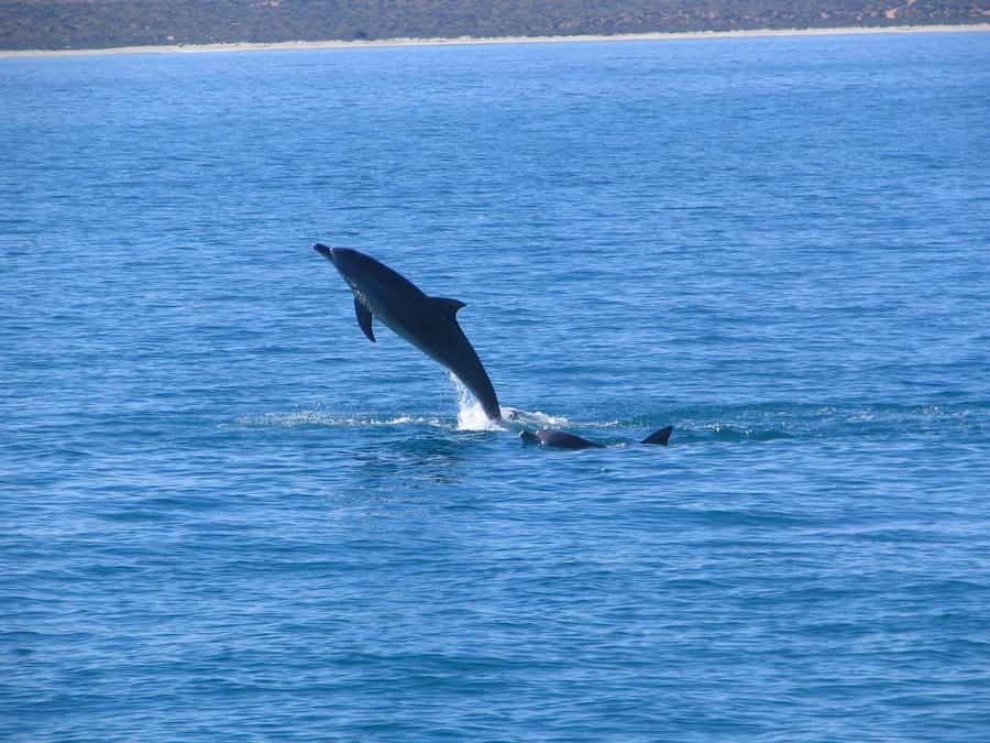 Coral Bay: 3-Hour Whale Watching Experience - Ningaloo Reef context: learning without killing the fun