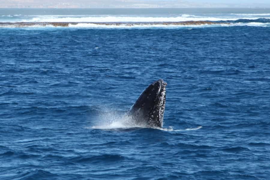 Coral Bay: 3-Hour Whale Watching Experience - The heart of it: humpback whales near Bateman’s Bay