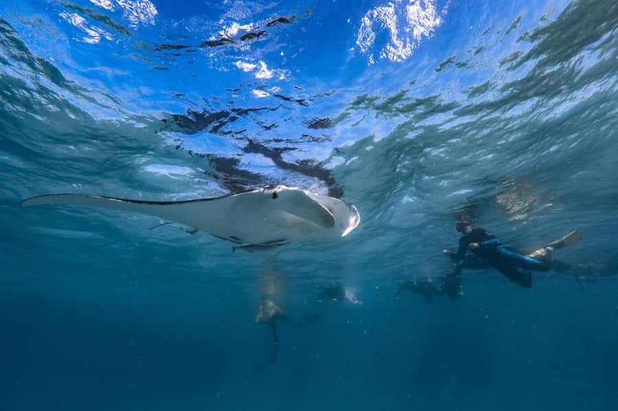 Coral Bay: Full Day Ningaloo Reef with Manta Rays Tour - The Day’s Flow From 8:00am Check-In to About 3:30pm Return
