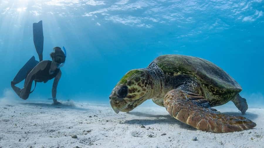 Coral Bay: Full Day Ningaloo Reef with Manta Rays Tour - Price and Value: Is $176 Worth It?
