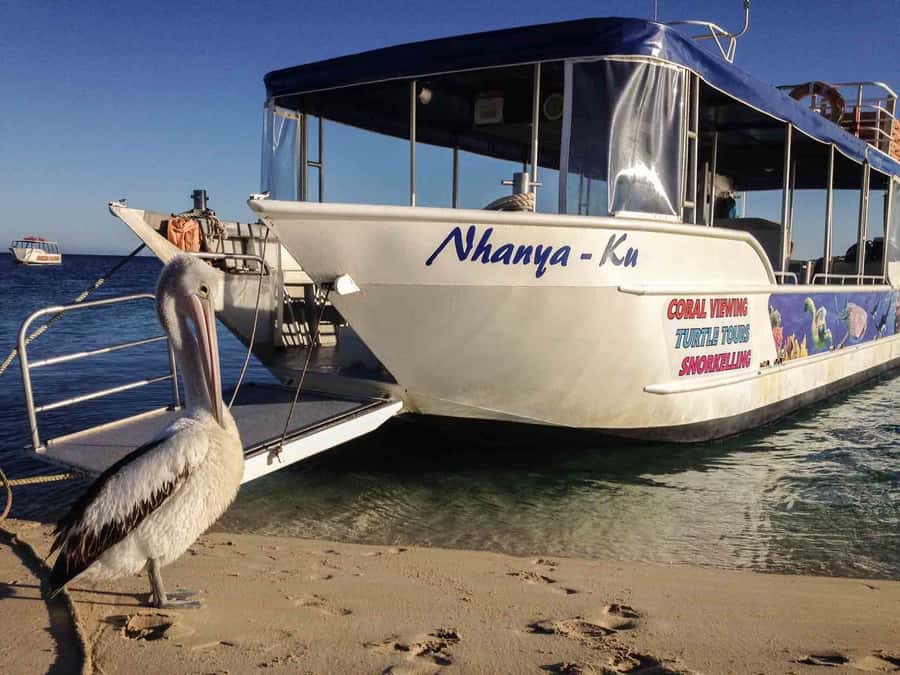 Coral Bay Glass-Bottom Boat Tour - Nhanya-Ku and the inner reef: why the boat design matters
