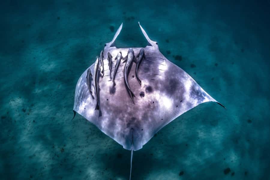 Coral Bay: Marine Eco Safari - Swim With Manta Rays - Bills Bay snorkel: reef gardens, fish, and reef sharks