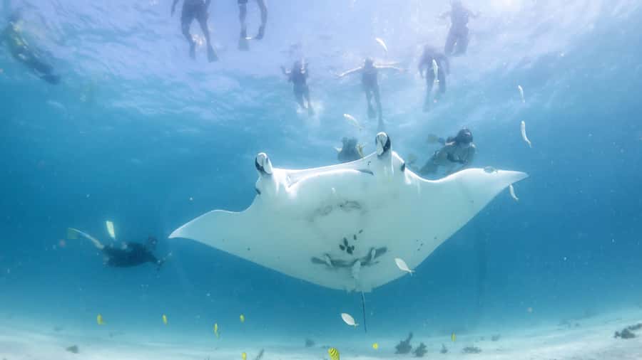 Coral Bay: Marine Eco Safari - Swim With Manta Rays - Bateman’s Bay manta-ray time, guided and spotted from the air