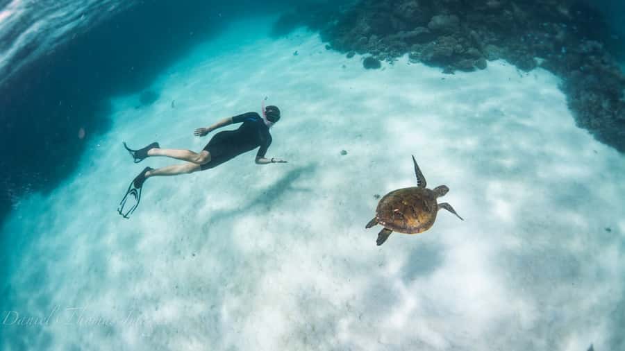 Coral Bay: Ningaloo Reef 3-Hour Turtle Ecotour - What snorkeling actually feels like at Ningaloo