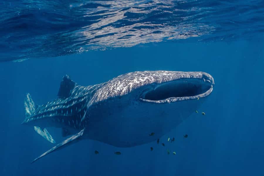 Coral Bay: Ningaloo Reef Swim and Snorkel with Whale Sharks - First reef snorkel: coral gardens plus a safety rhythm