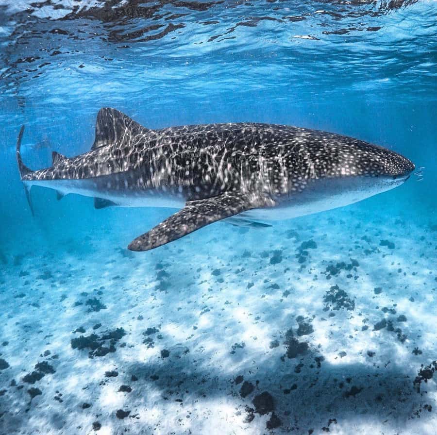 Coral Bay: Ningaloo Reef Swim and Snorkel with Whale Sharks - Morning tea and the shift toward the outer reef mission