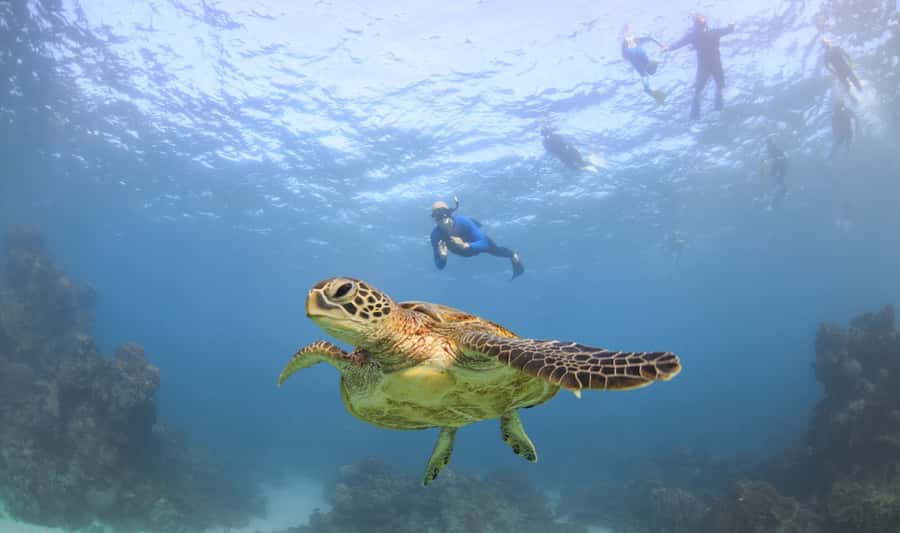 Coral Bay: Ningaloo Reef Swim and Snorkel with Whale Sharks - Whale shark swim etiquette: how to make your one hour count