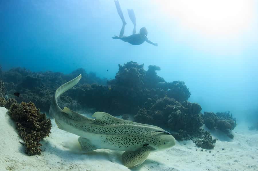 Coral Bay: Ningaloo Reef Swim and Snorkel with Whale Sharks - Lunch, snacks, and champagne: the practical luxuries that make 9 hours easier