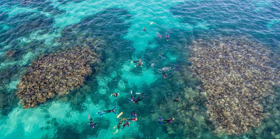 Coral Bay: Ningaloo Reef Swim and Snorkel with Whale Sharks - Photos included: the record you’ll be glad you have