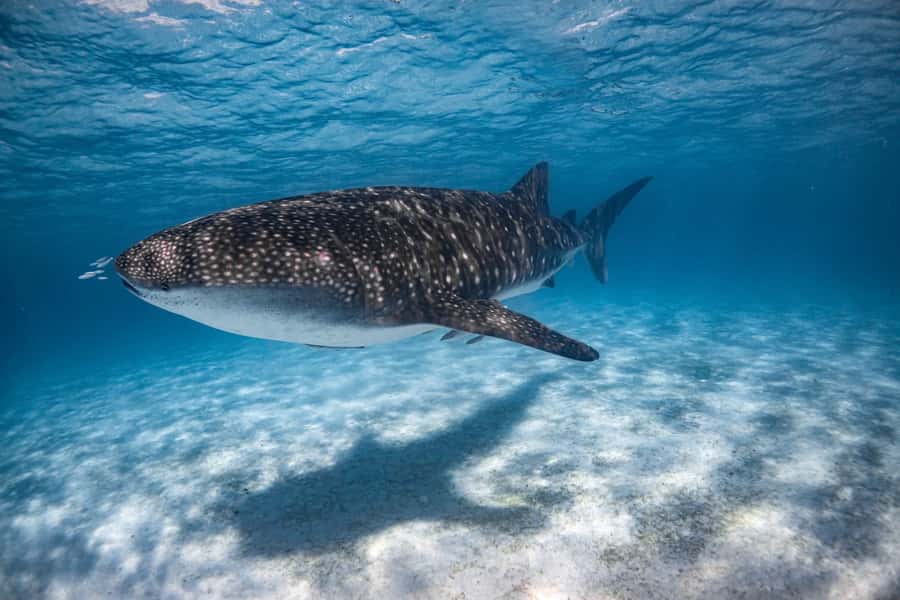 Coral Bay: Ningaloo Reef Swim and Snorkel with Whale Sharks - Spotter plane plus crew teamwork: seeing whale sharks is a group effort