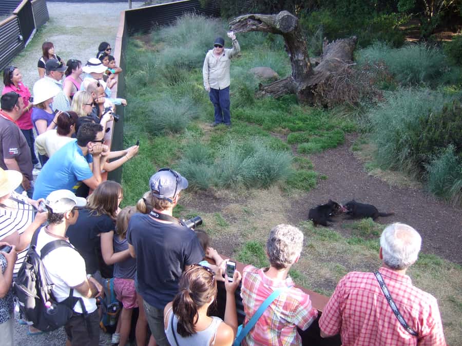 Cradle Mountain: After Dark Tasmanian Devil Feeding Tour - Devils@Cradle at Cradle Mountain: why this night tour hits