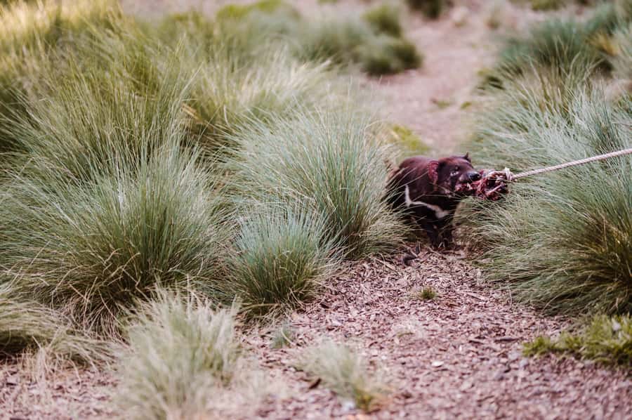 Cradle Mountain: After Dark Tasmanian Devil Feeding Tour - Self-guided Devils@Cradle time before the feeding starts