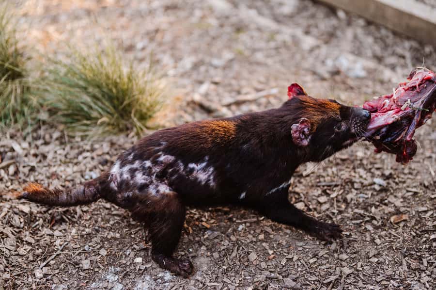 Cradle Mountain: After Dark Tasmanian Devil Feeding Tour - Keeper-led feeding: what it looks like when devils prepare and compete