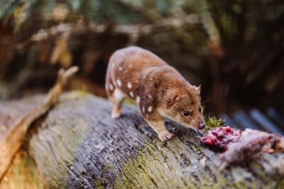 Cradle Mountain: After Dark Tasmanian Devil Feeding Tour