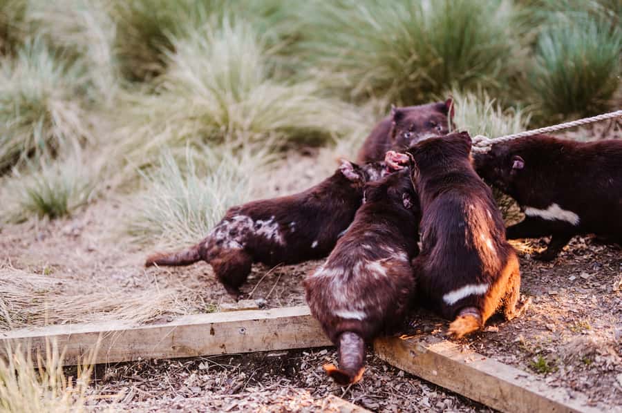 Cradle Mountain: After Dark Tasmanian Devil Feeding Tour - Conservation context: why the threats matter beyond the animal show