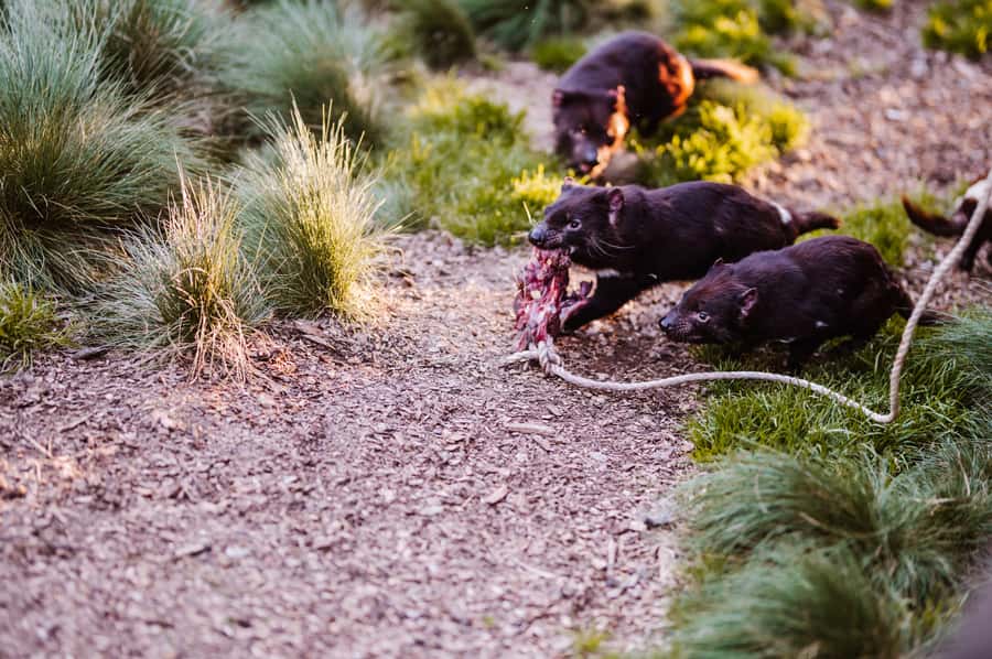 Cradle Mountain: After Dark Tasmanian Devil Feeding Tour - Where the cold hits: what to wear for a 90-minute evening outdoors