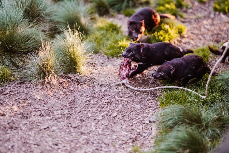 Cradle Mountain: After Dark Tasmanian Devil Feeding Tour - Who this tour is perfect for, and who might want another option
