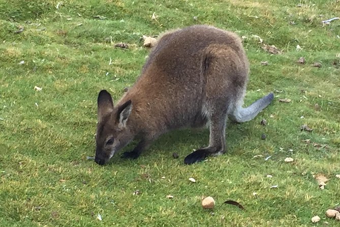Cradle Mountain Day Tour from Launceston Including Lunch - Key things that make this tour worth your time
