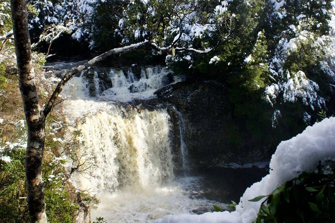 Cradle Mountain Day Tour from Launceston Including Lunch - Why this coach tour beats self-driving for most people
