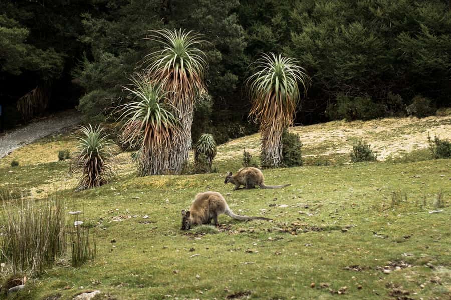 Cradle Mountain National Park by Coach from Launceston - Price and What You’re Actually Getting for $138