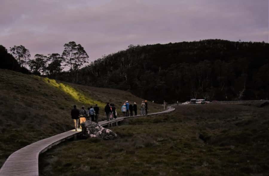 Cradle Mountain Wildlife Spotting after Dark - Key highlights to know before you go