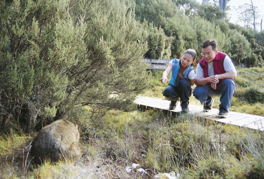Cradle Mountain Wildlife Spotting after Dark - Ronny Creek to Mount Kate Hut: Slow Walking with Torches and Spotlights