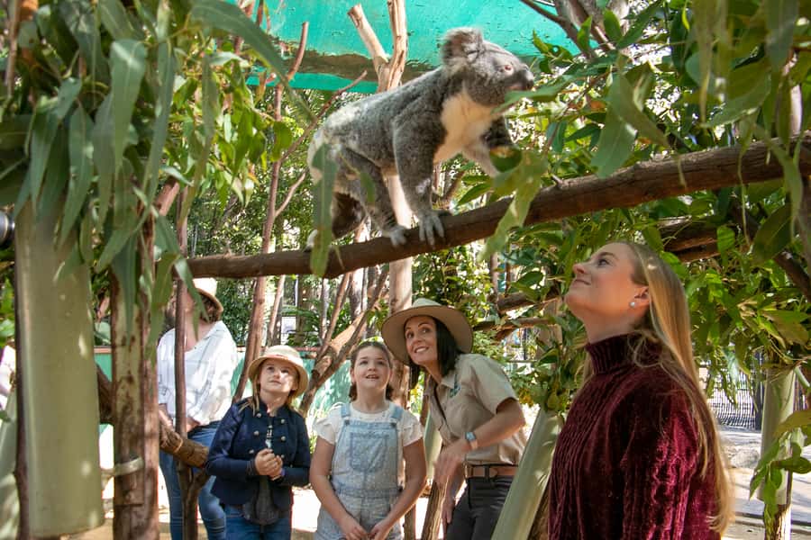 Currumbin Wildlife Sanctuary Entry Ticket - Your day on foot: train rides, picnic spots, and not getting cooked