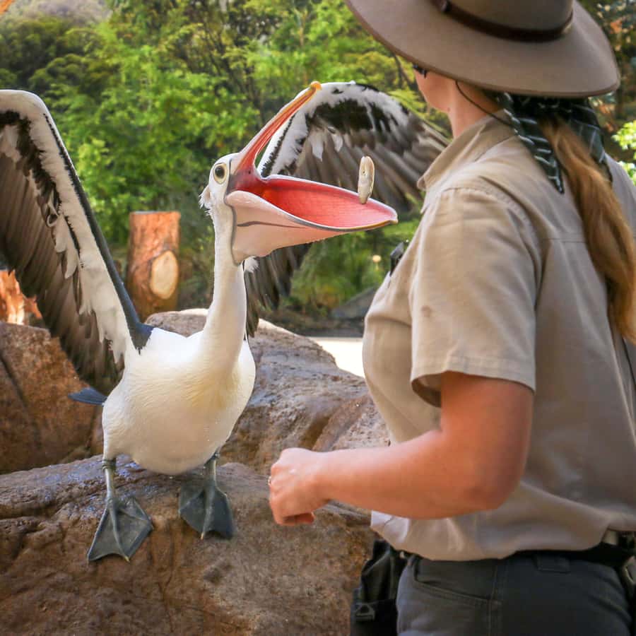 Currumbin Wildlife Sanctuary Entry Ticket - Conservation first: Wildlife Hospital and the not-for-profit mission