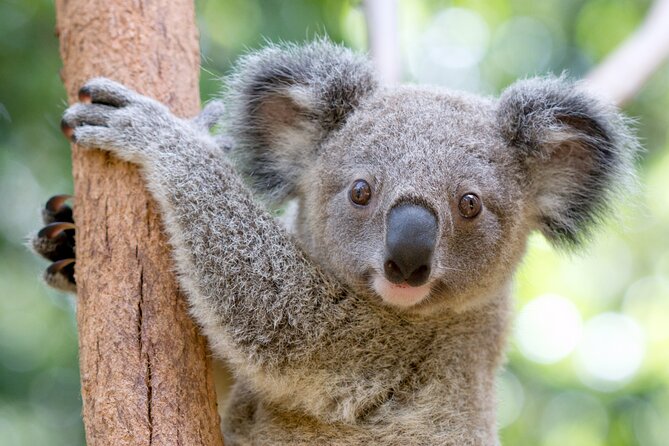 Currumbin Wildlife Sanctuary General Entry Ticket - Key things to know before you go