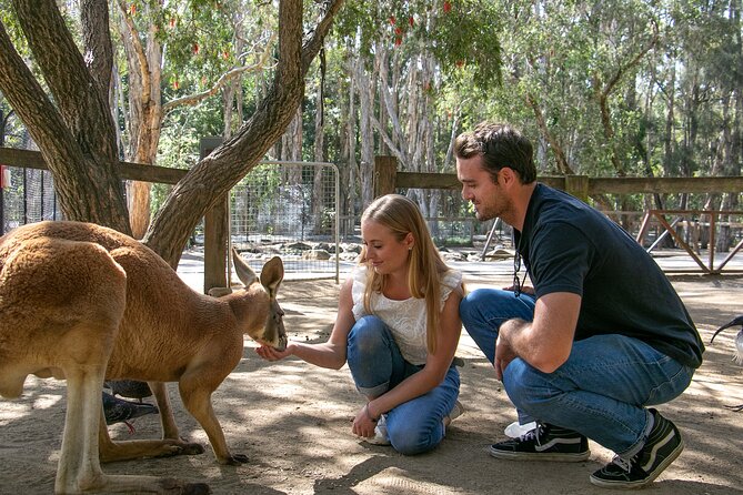 Currumbin Wildlife Sanctuary General Entry Ticket - Getting your bearings on 27 hectares without wasting time