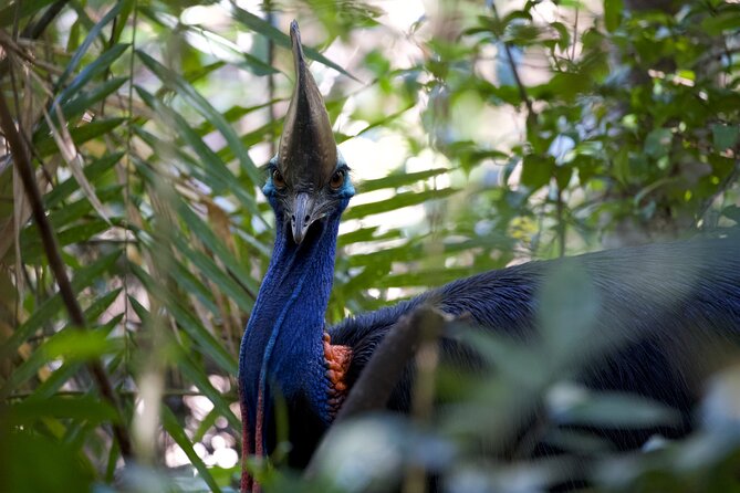 Daintree, Cape Tribulation & River Cruise from Port Douglas - Mossman Gorge Cultural Centre: Your First Taste of the Daintree