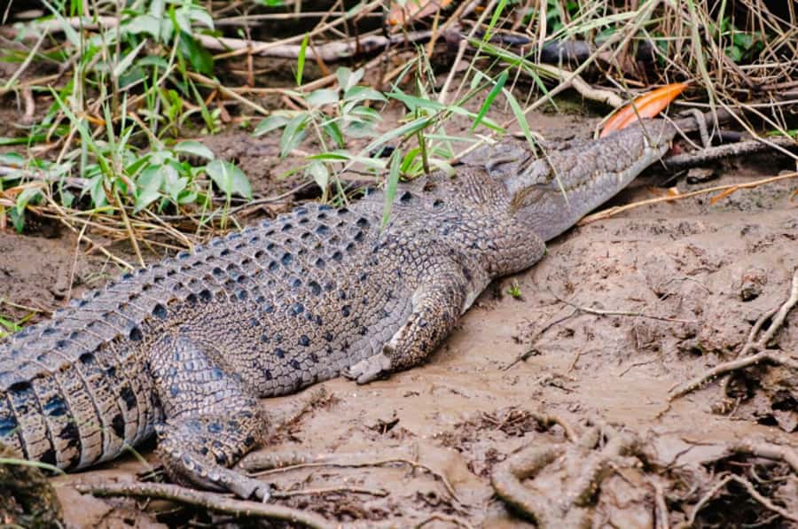 Daintree: Guided Daintree River Wildlife Cruise - Key highlights worth your attention