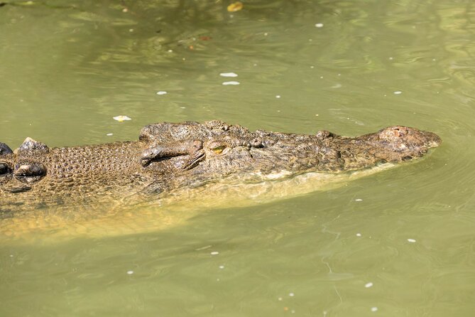 Daintree Rainforest and Cape Tribulation Full Day Tour - The freshwater stream swim: refreshing, but plan for the logistics