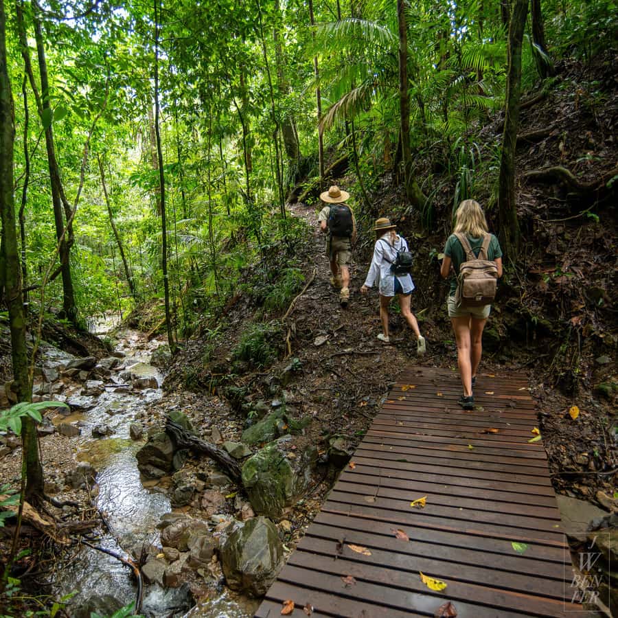 Daintree Rainforest: Magic Waterfall Walk with Lunch & Swim - Entering Daintree National Park, then straight into the rainforest mood