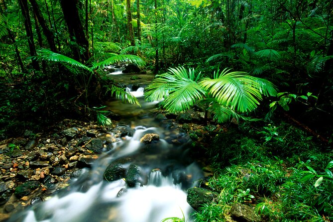Daintree Rainforest, Mossman Gorge Small-Group from Port Douglas - The Daintree Ice Cream stop, fun optional not included