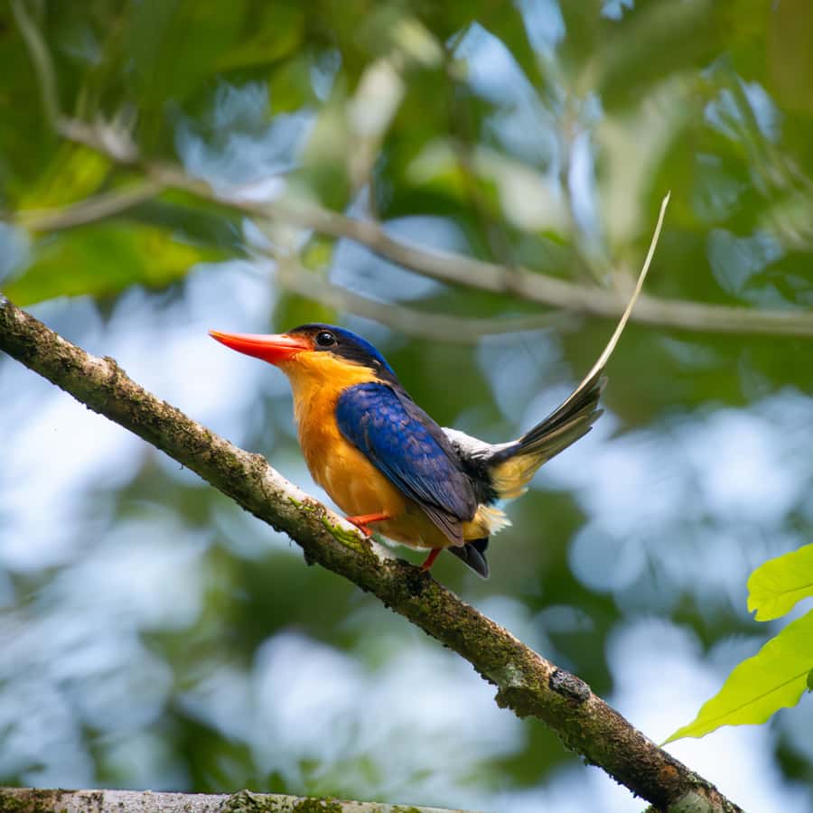 Daintree Rainforest: Waterfall Walk, Swim & Crocodile Cruise - Key highlights to look forward to