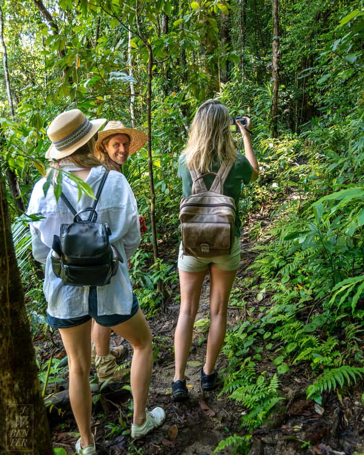 Daintree Rainforest: Waterfall Walk, Swim & Crocodile Cruise - The secret trail, the “pretty manageable” hike, and waterfall payoff
