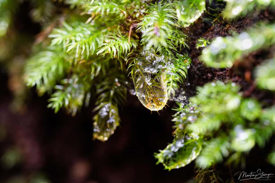 Daintree Rainforest: Waterfall Walk, Swim & Crocodile Cruise - Tropical fruit tasting, and why it’s more than a cute add-on