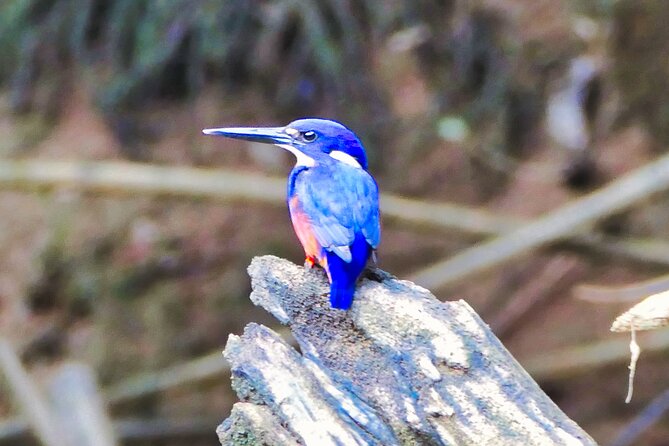Daintree River Cruise - Key things to know before you go