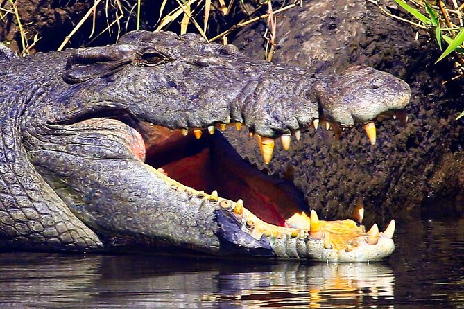 Daintree River Cruise - What you can expect to see: birds, mangroves, and wildlife in context