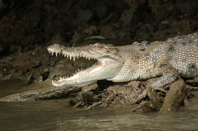 Daintree River Cruise - Itinerary in plain language: what happens during the ride