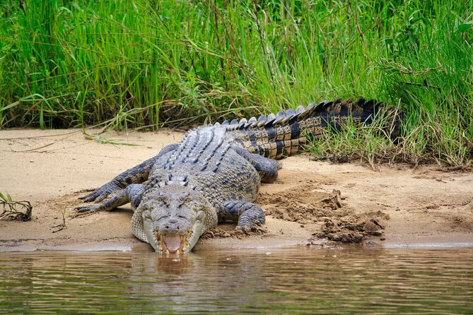 Daintree River Cruise - Price and value: why $25 can go a long way here