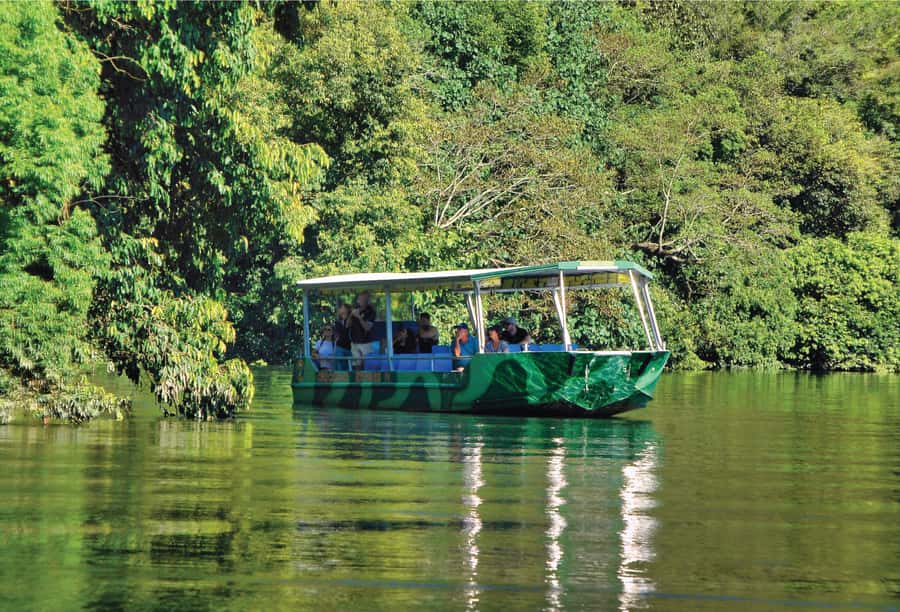 Daintree: River Rainforest Crocodile & Wildlife Cruise (DV) - Key things that make this cruise worth your time