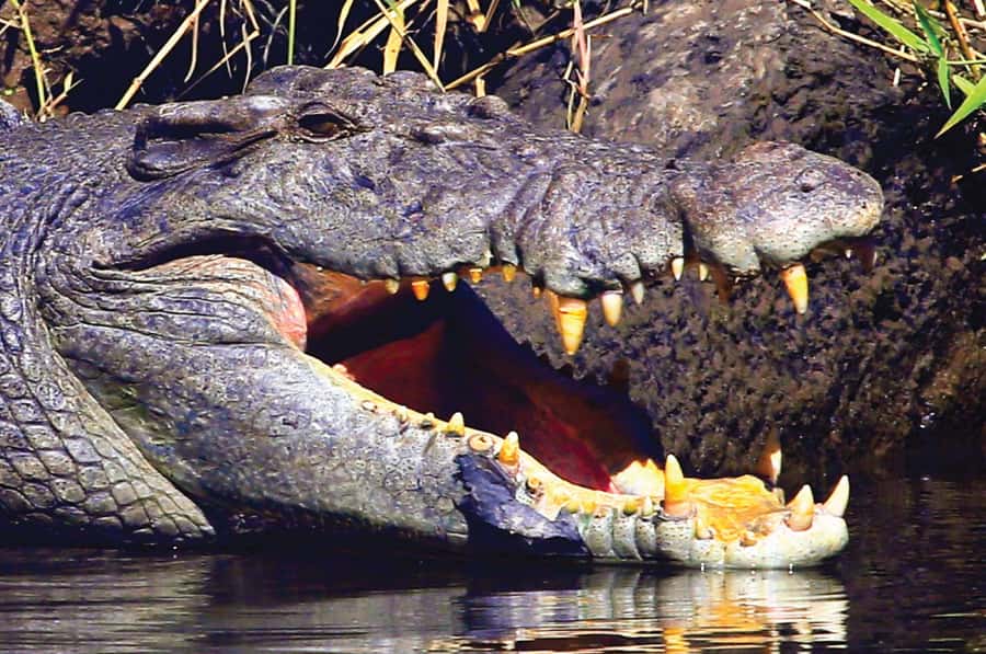Daintree: River Rainforest Crocodile & Wildlife Cruise (DV) - The naturalist guide effect: how you actually get better sightings