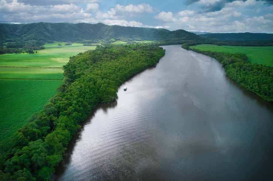 Daintree River Rainforest: Crocodile & Wildlife Cruises (DG) - Why a naturalist guide changes the whole experience