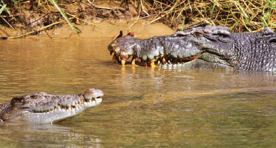 Daintree River Rainforest: Crocodile & Wildlife Cruises (DG) - Wildlife you can expect: crocs, birds, butterflies, and more
