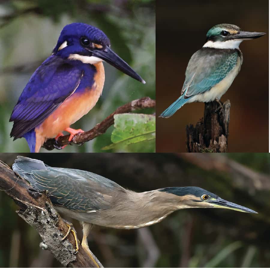 Daintree River Rainforest: Crocodile & Wildlife Cruises (DG) - Using your 30-day pass smart: Lower first, then Upper Daintree